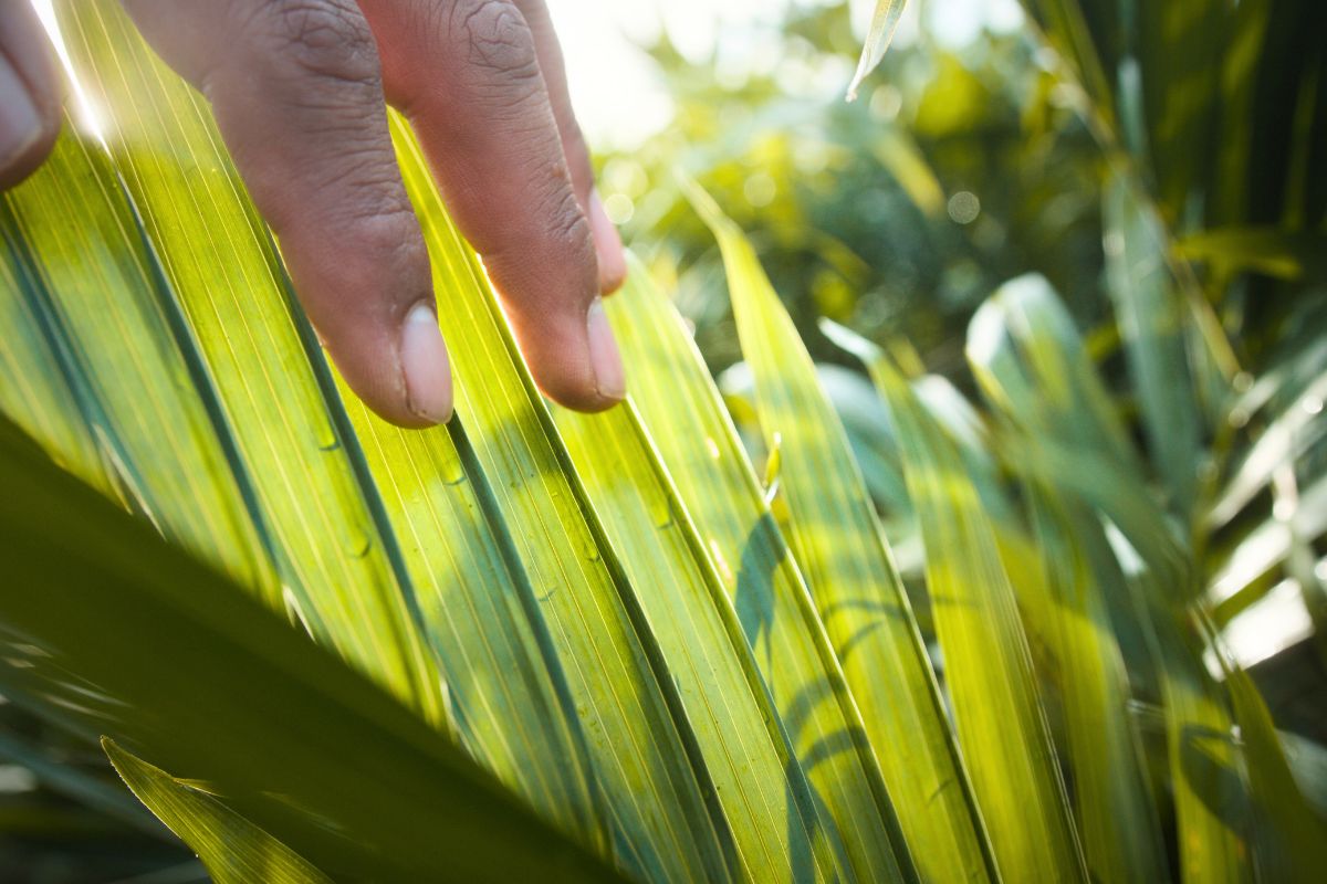 The leaves of the Stella Palm by TAK The leaves of the Stella Palm by TAK