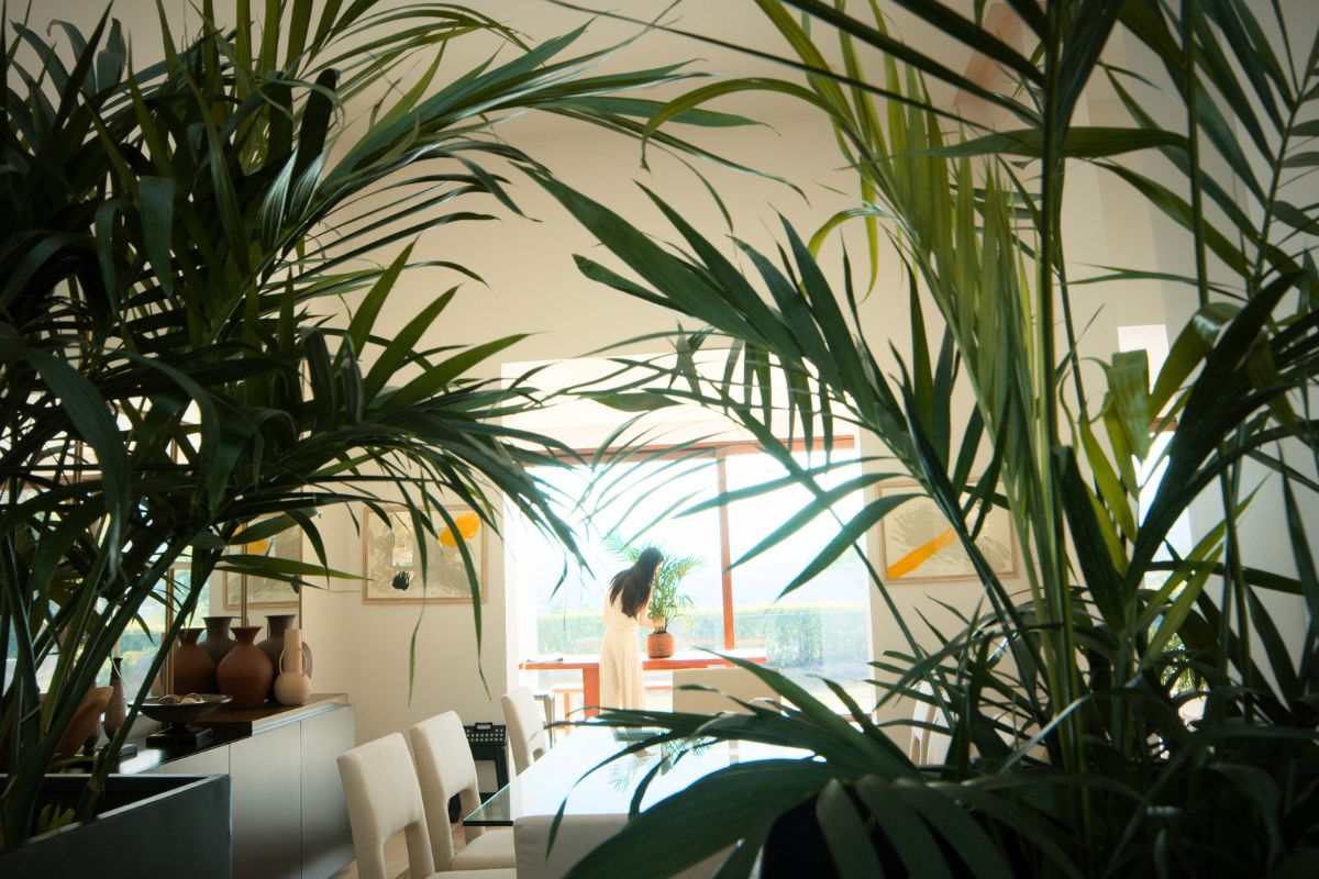 The look of Stella Palm indoors