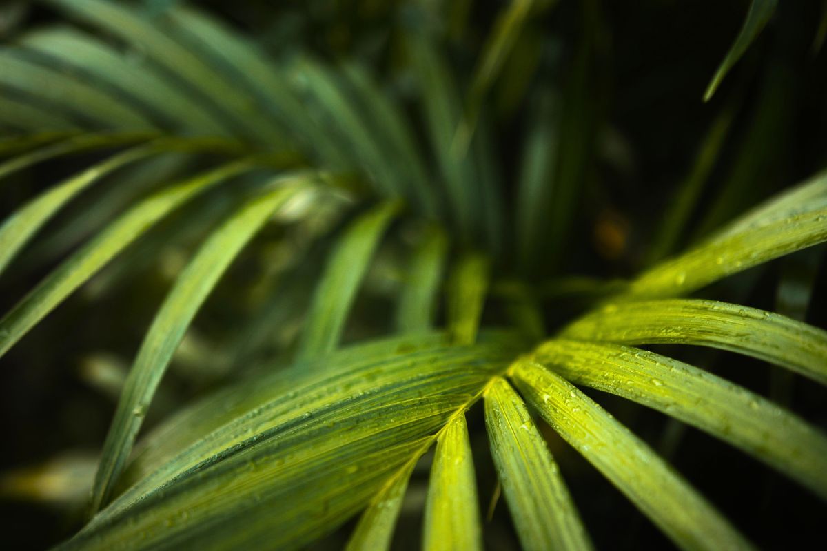 The color of the Stella Palm