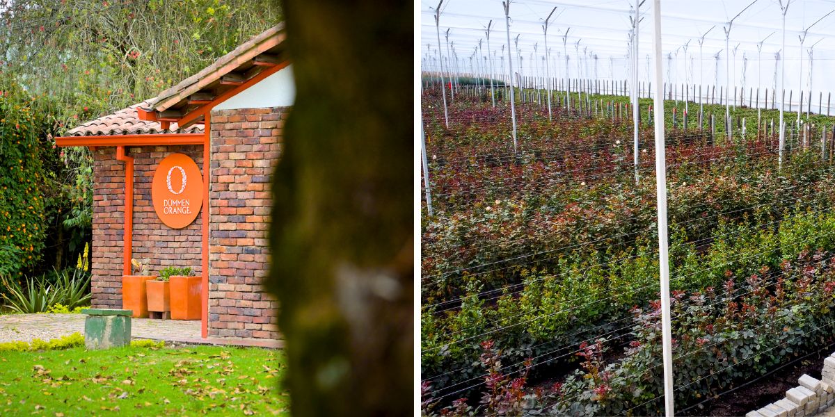 Dummen Orange rose harvest