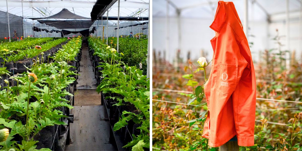Gerbera harvest at Dummen Orange