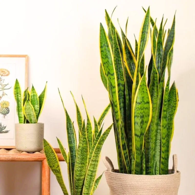 White Interiors Feature image