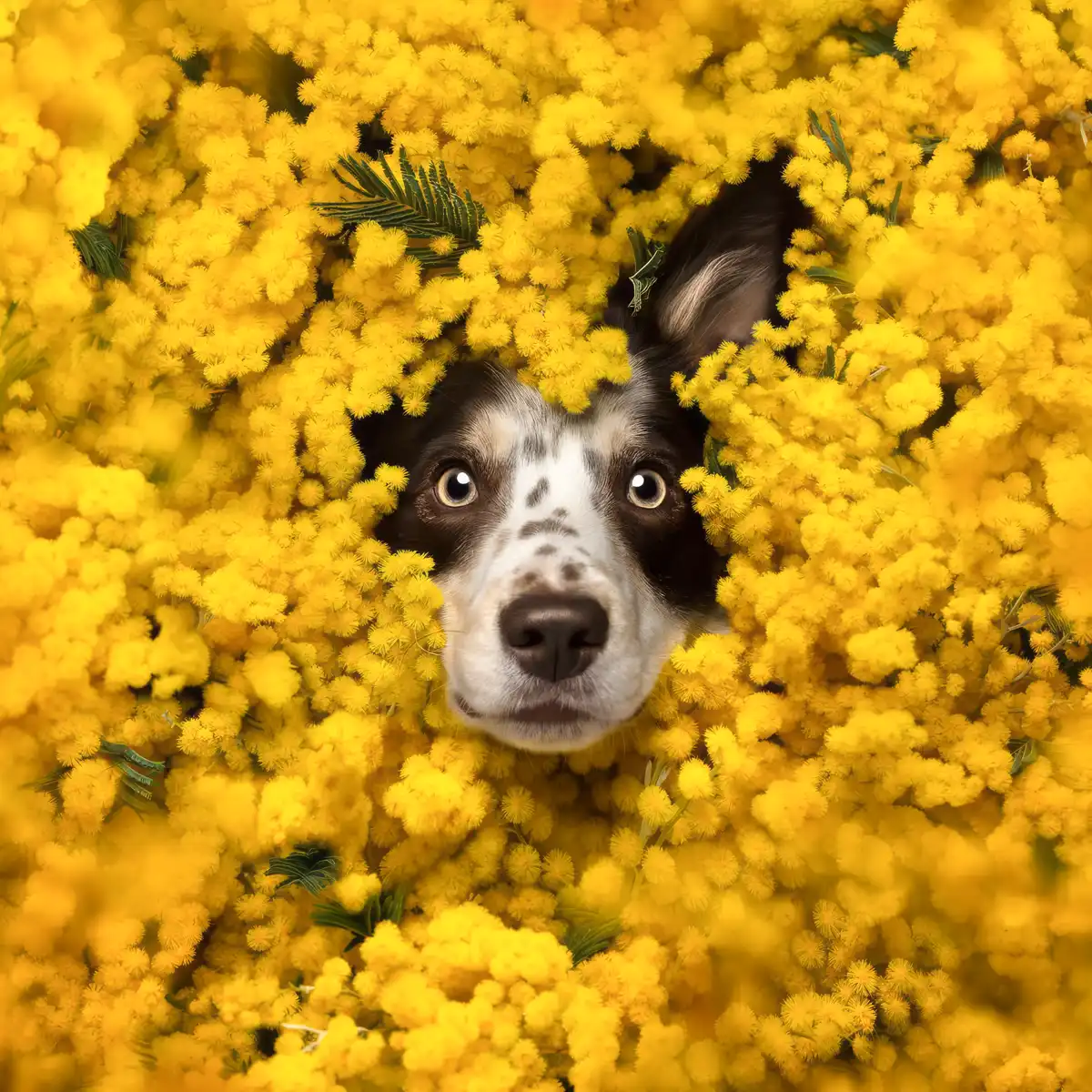 What Is a Mimosa Flower? Here's What You Need to Know