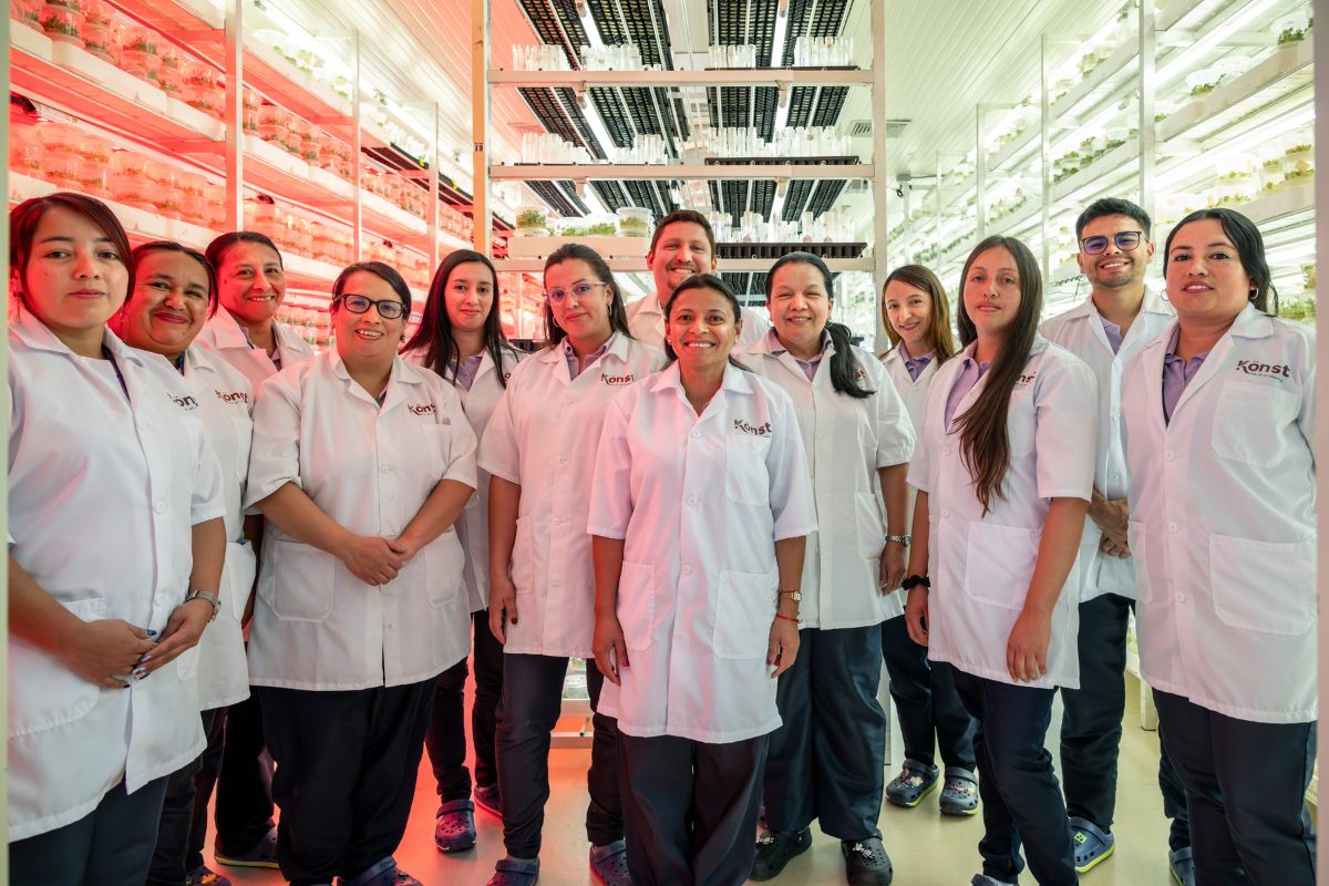 Behind the team of Konst Alstroemeria