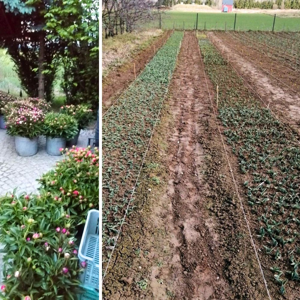 Mark Visser's peonies