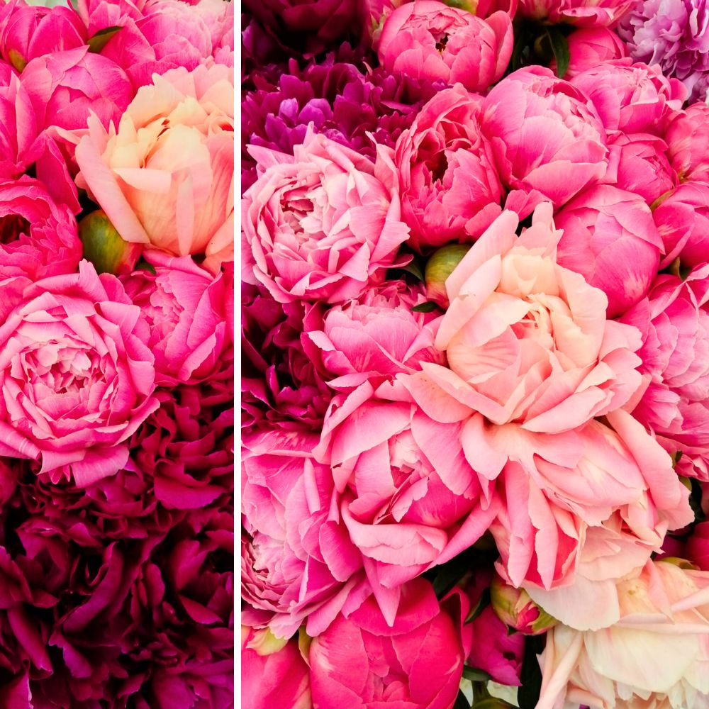 Mark Visser's peonies