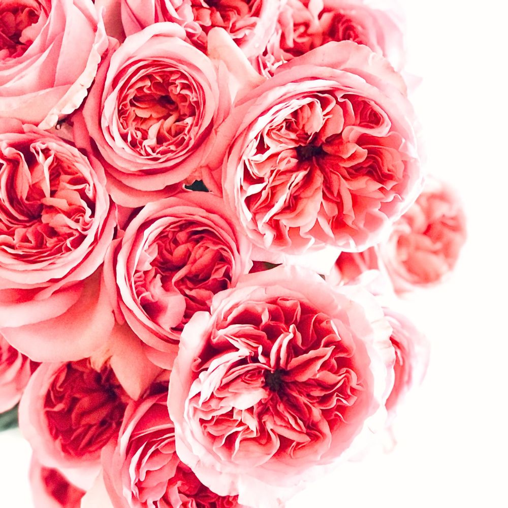 Pink X-pression by De Ruiter