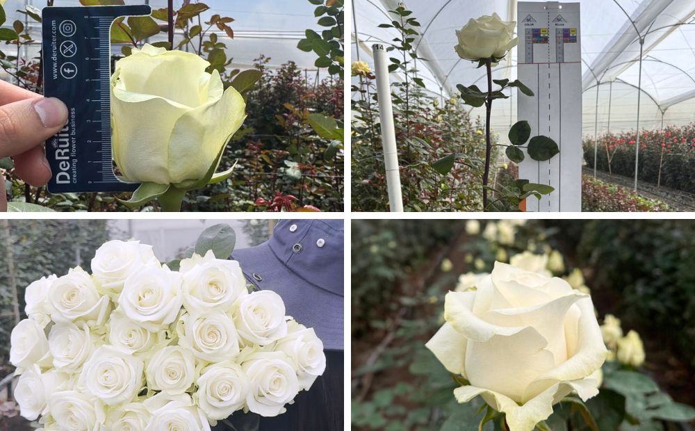 Arctic White Rose at De Ruiter Innovations Colmbia