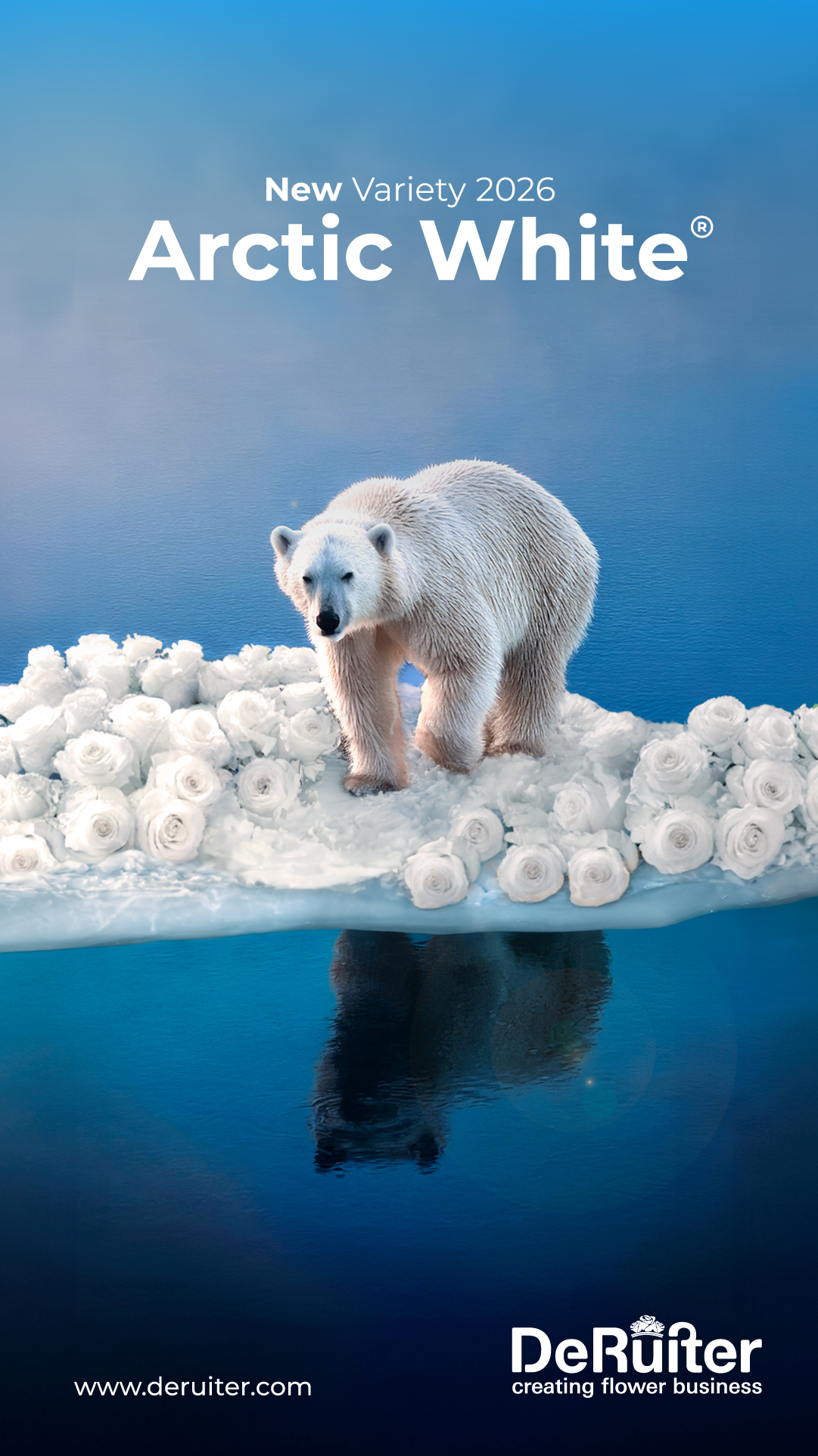 Rose Arctic White de Ruiter Colombia