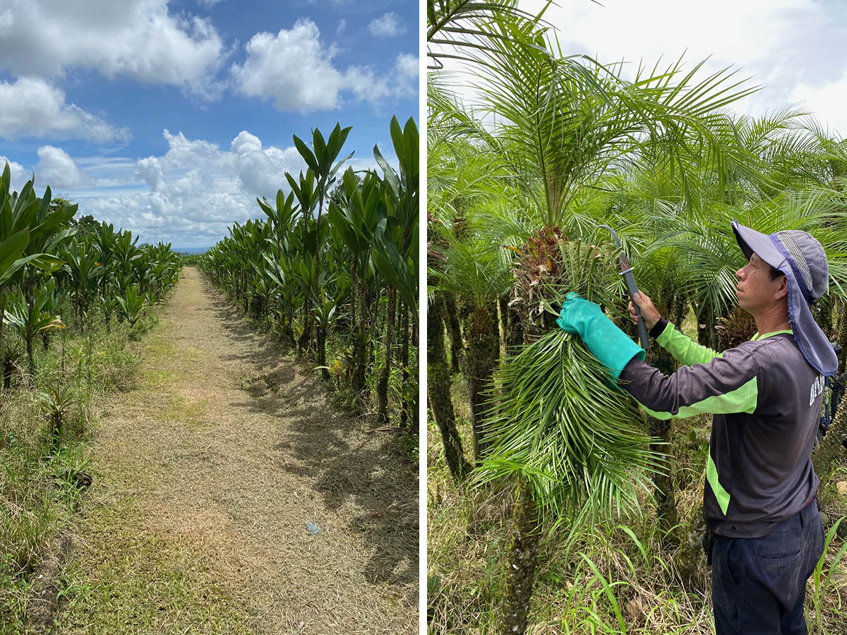 Harvesting foliage from cordyline and palm trees