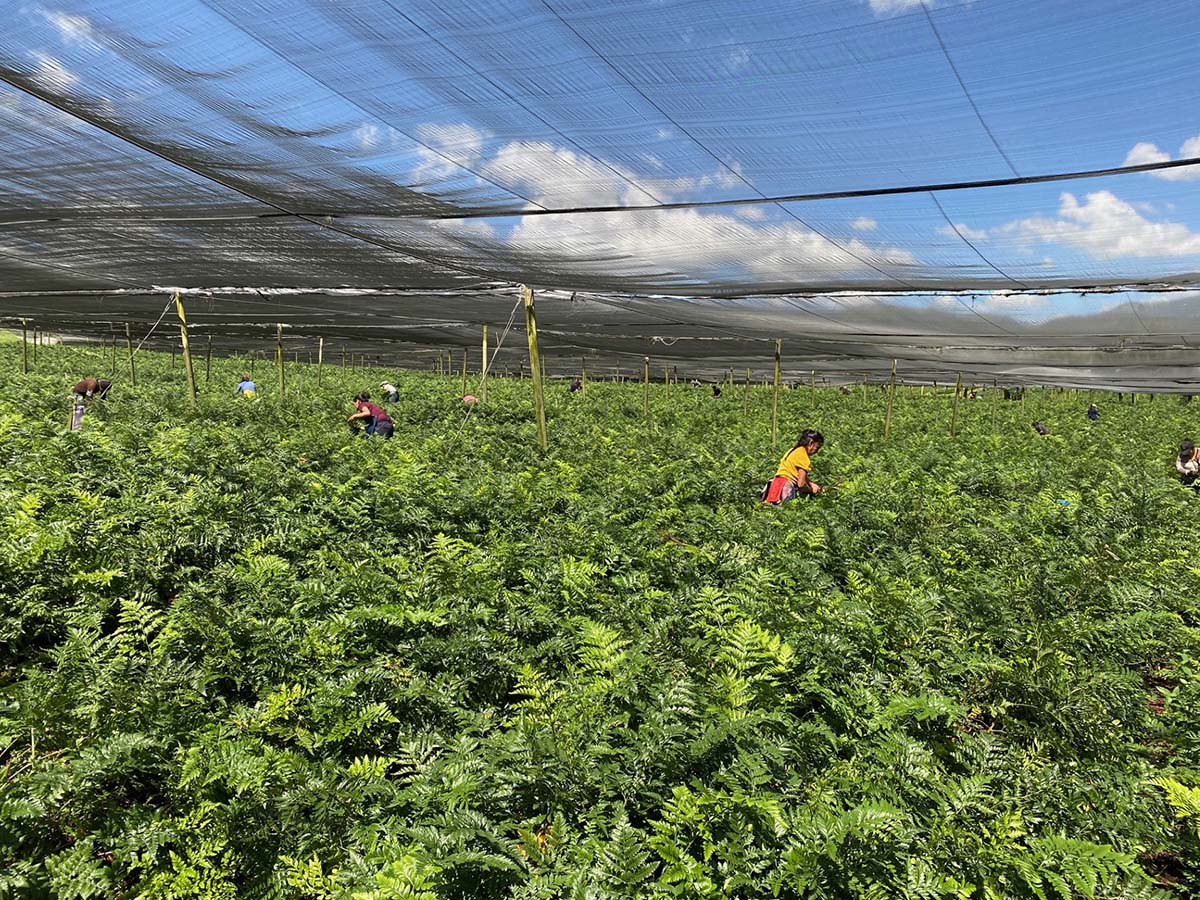 Harvesting leather fern for Adomex