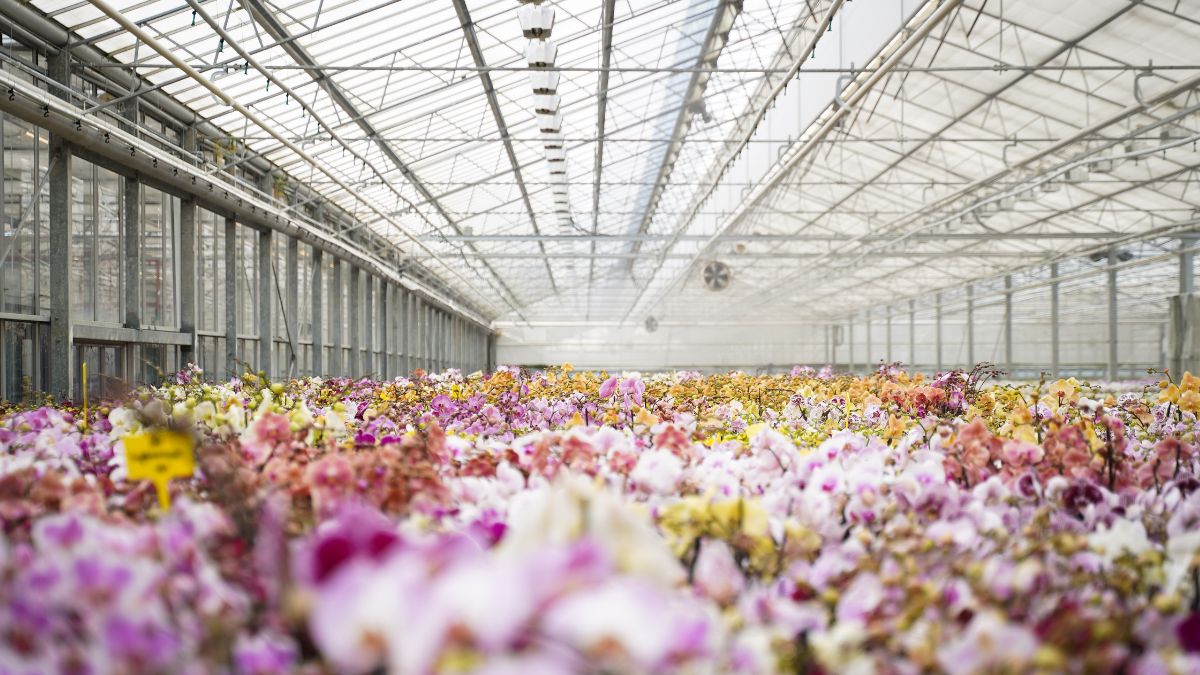 Phalaenopsis by Decorum in greenhouse