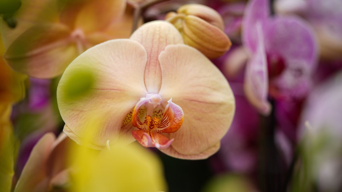 Phalaenopsis by Decorum
