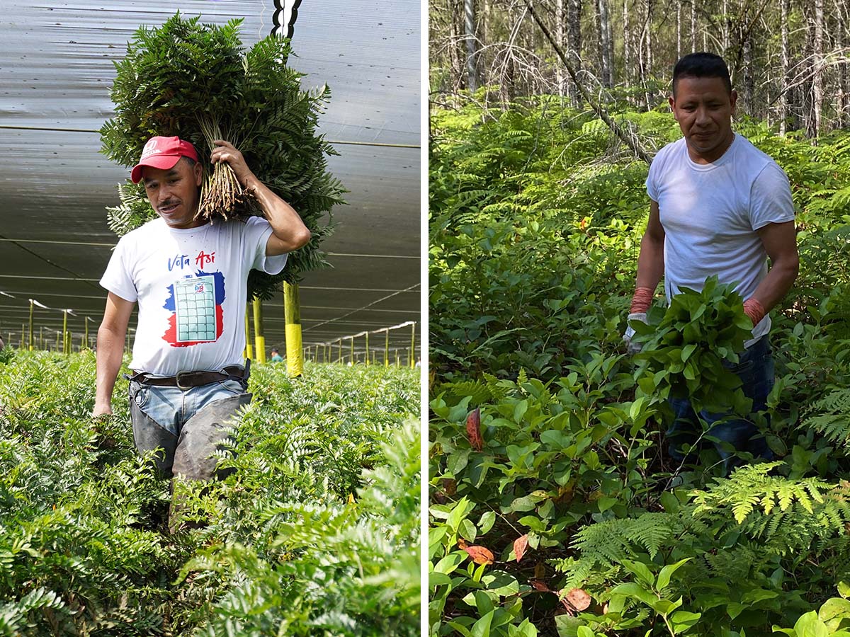 Harvesting foliage from leather fern salal