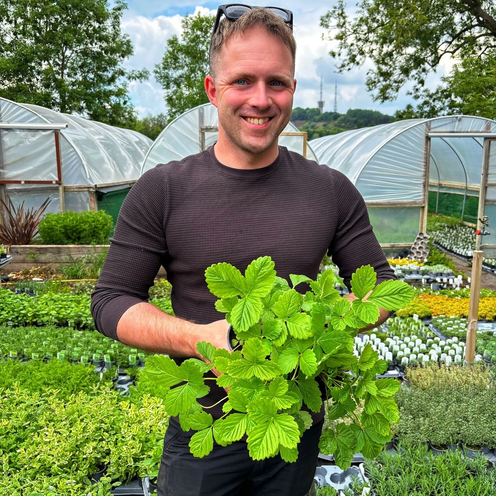 Men with strawberry plants 