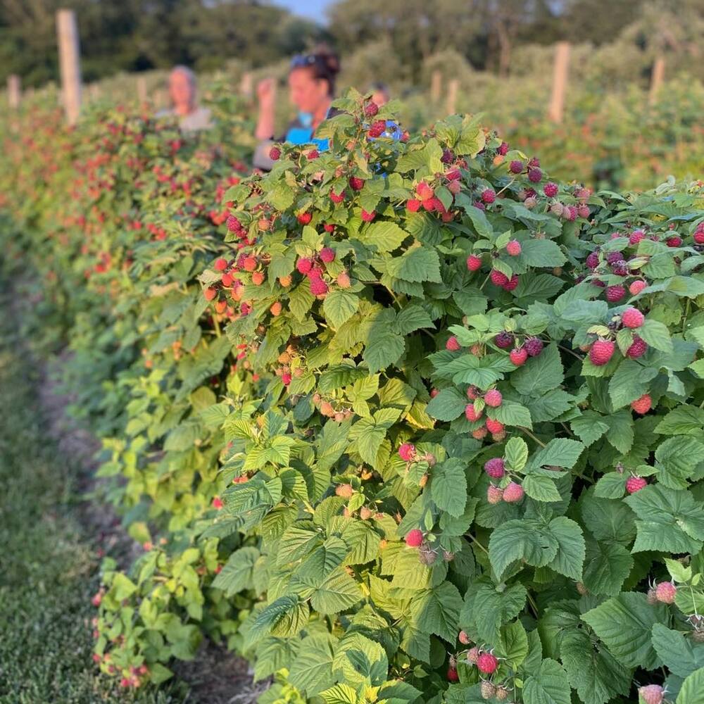 Strawberry plants in farm