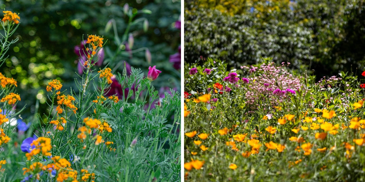 Botanic Gardens Sydney