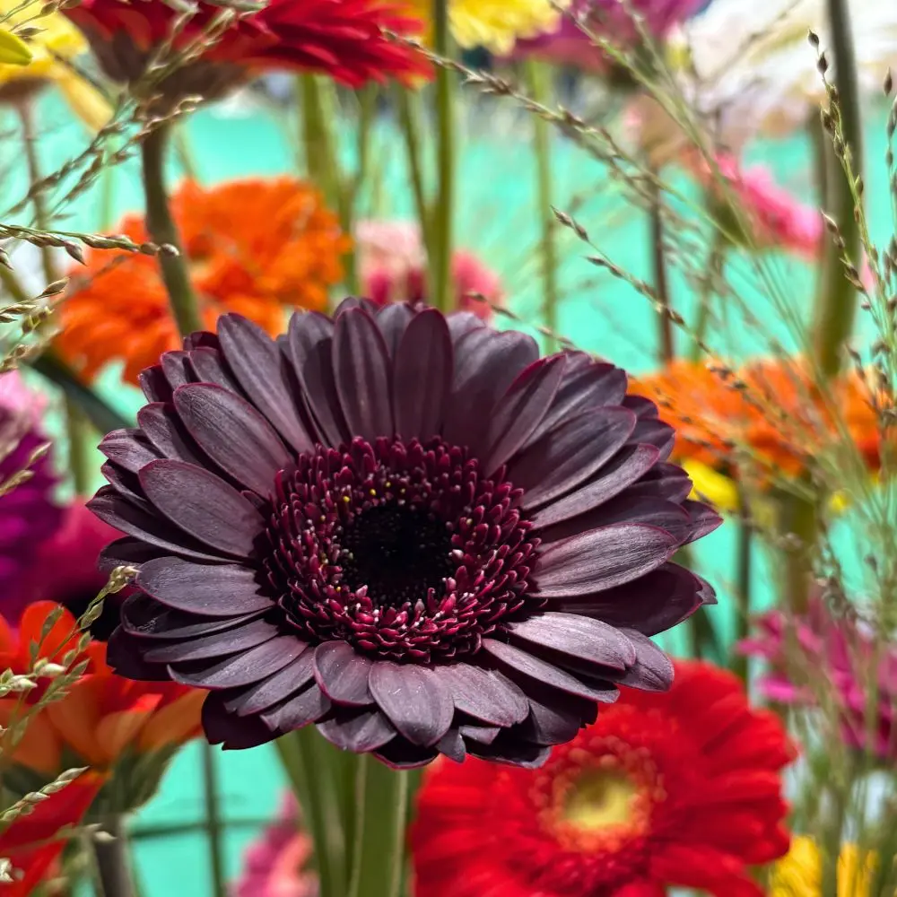 Gerbera Flower Meaning – All About Its Symbolism and Lively Disposition