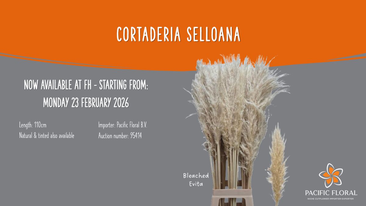 Cortaderia Selloana by Pacific Floral