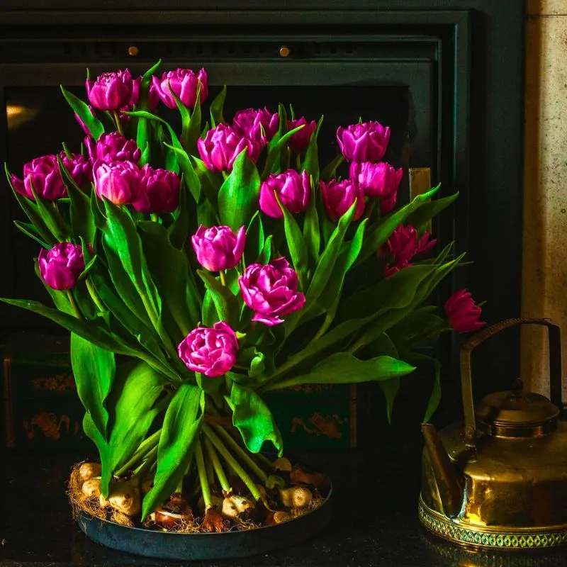 Tulips with bulb bouquet by BOLT Amsterdam