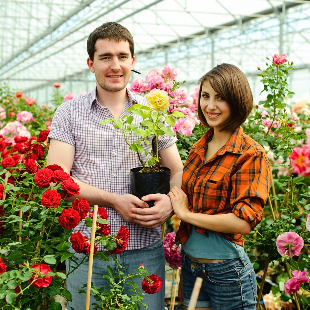 Jackson and Perkins Rose breeder in the USA
