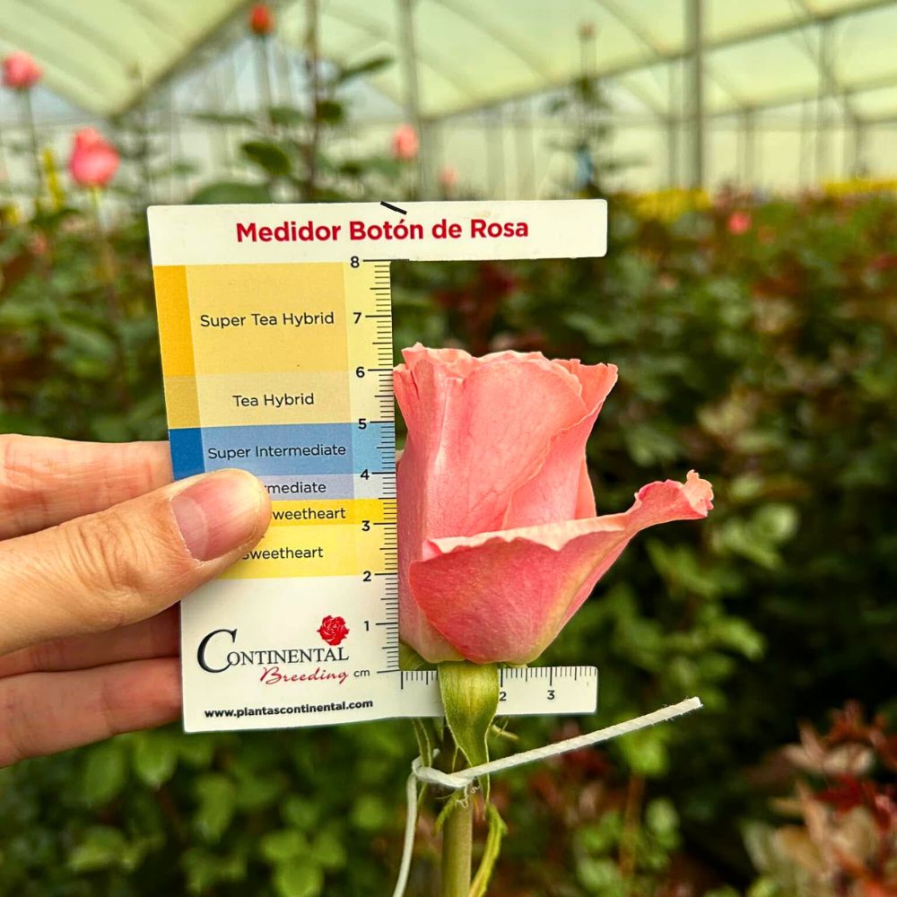 Continental Breeding from Spain