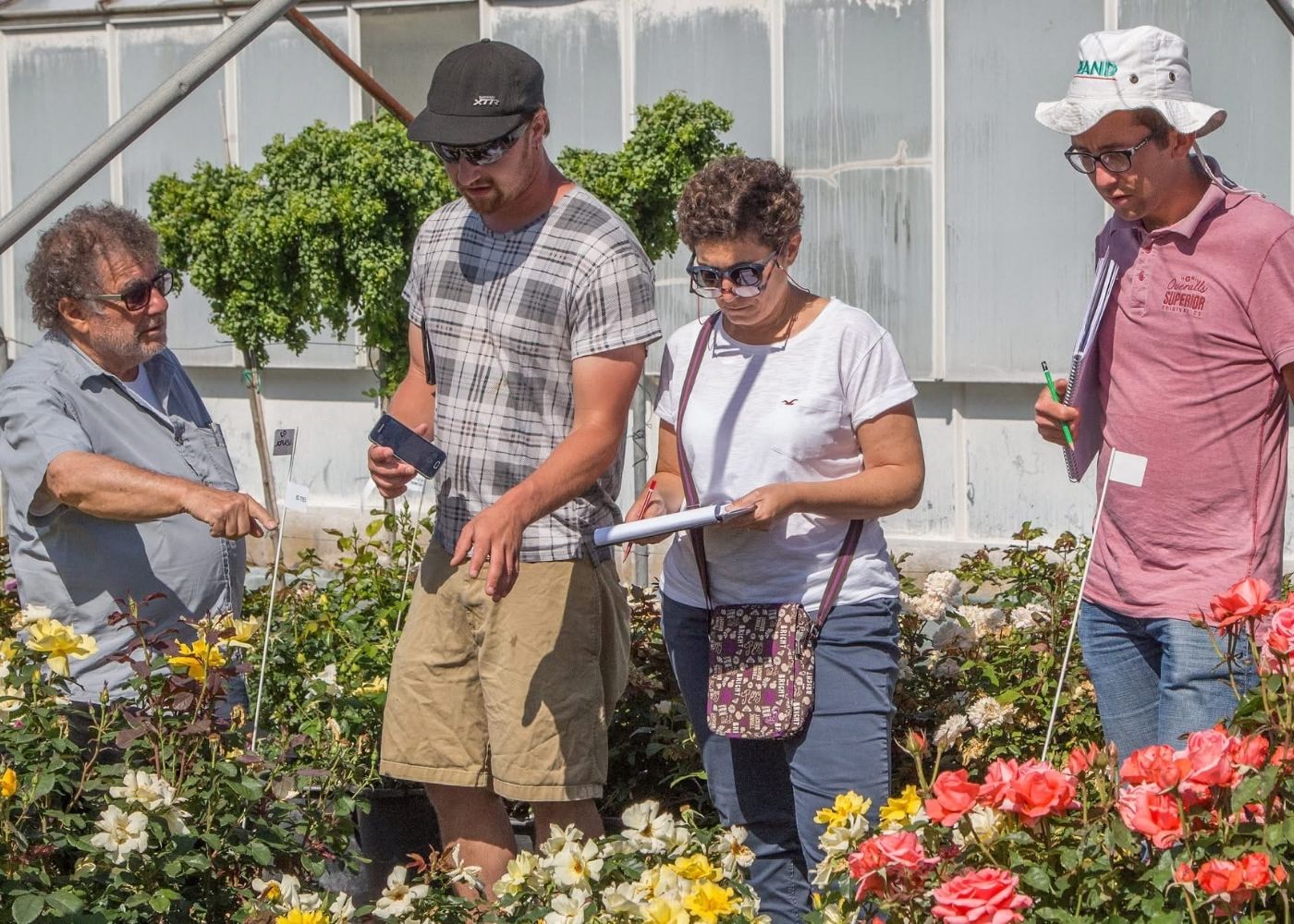 Meilland in France Breeding