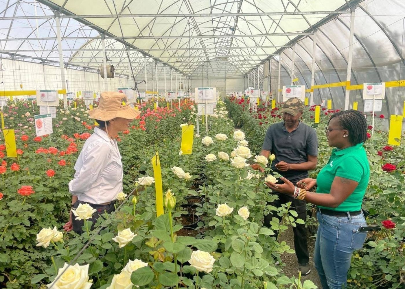 Danziger rose selection in Kenya