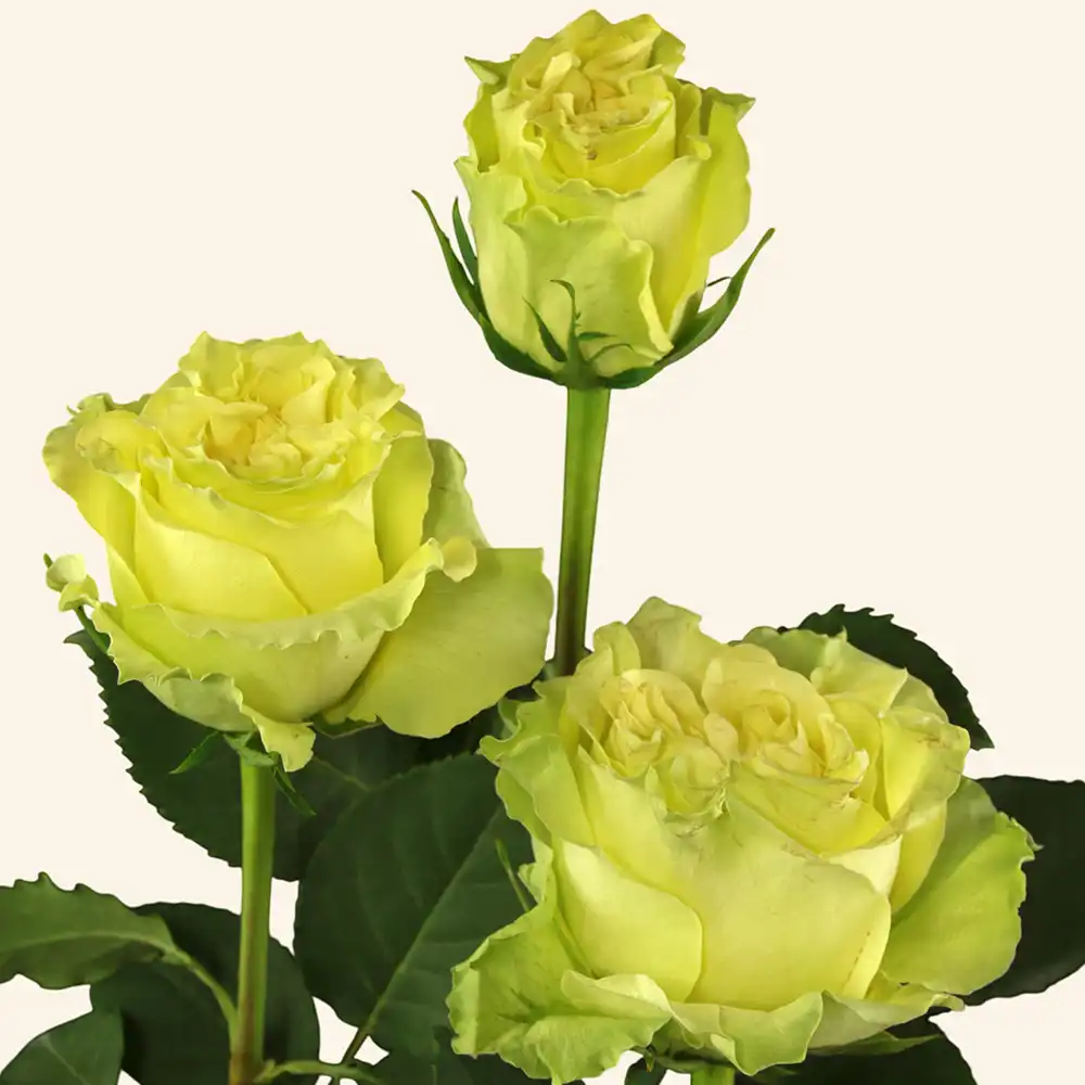 Rose Lime X-Pressions cut flower on Thursd feature