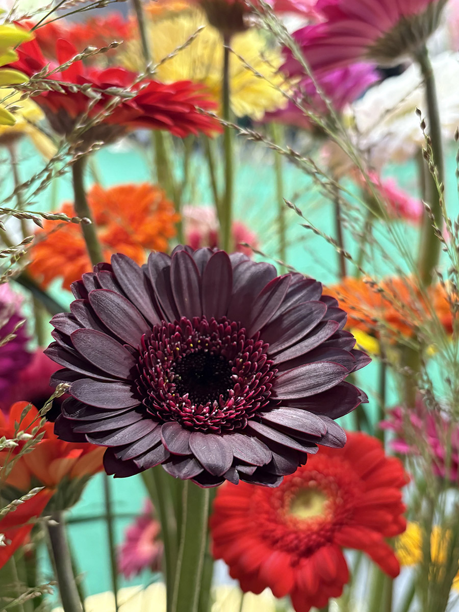 Dark purple Gerbera with other Gerberas