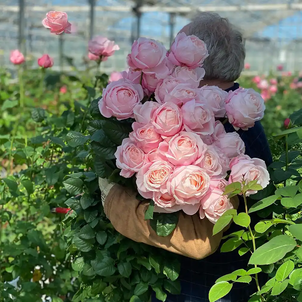 Grandiflora breeder on Thursd feature