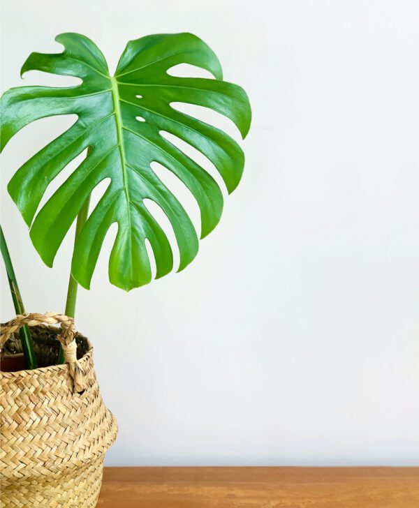 4 Water Plants That Look Great Indoors - photo by kulbir monstera leaf - blog Kenneth Reaves on thursd
