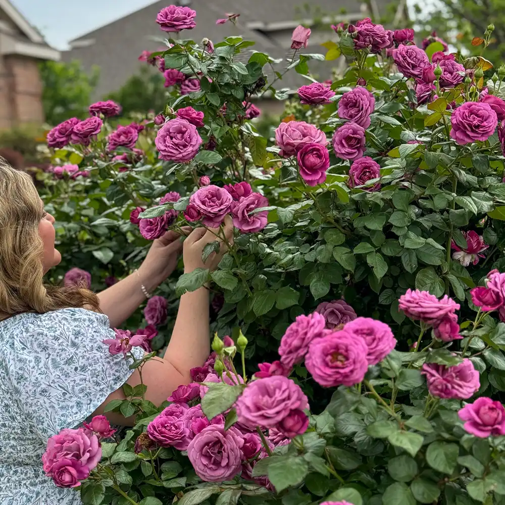 Jackson and Perkins breeder on Thursd feature