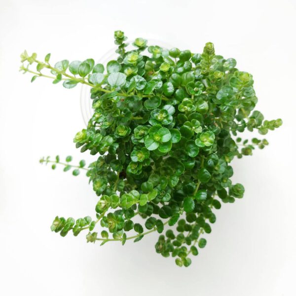 4 Water Plants That Look Great Indoors - baby's tears water plant by aaroink gardens - blog Kenneth Reaves on thursd