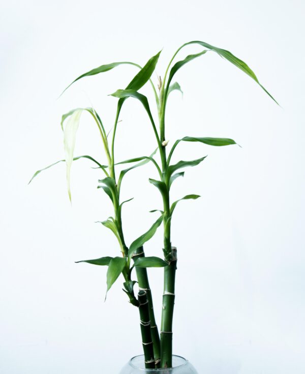 4 Water Plants That Look Great Indoors - Lucky Bamboo - blog Kenneth Reaves on thursd