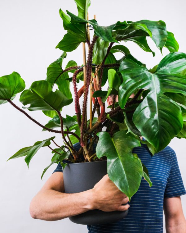 4 Water Plants That Look Great Indoors - Philodendron by severin candrian - blog Kenneth Reaves on thursd