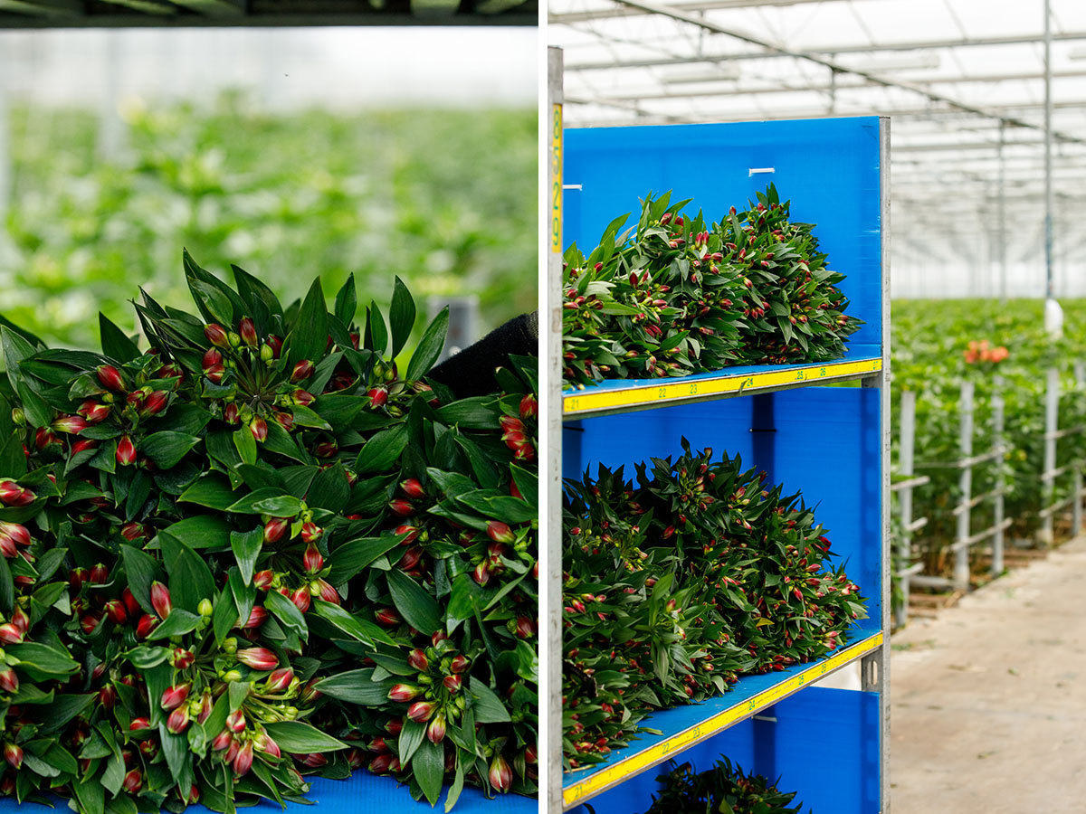 Tesselaar red Alstroemerias harvested on blue trolleys
