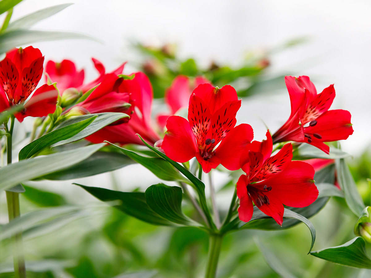 Tesselaar red Alstroemerias in the field