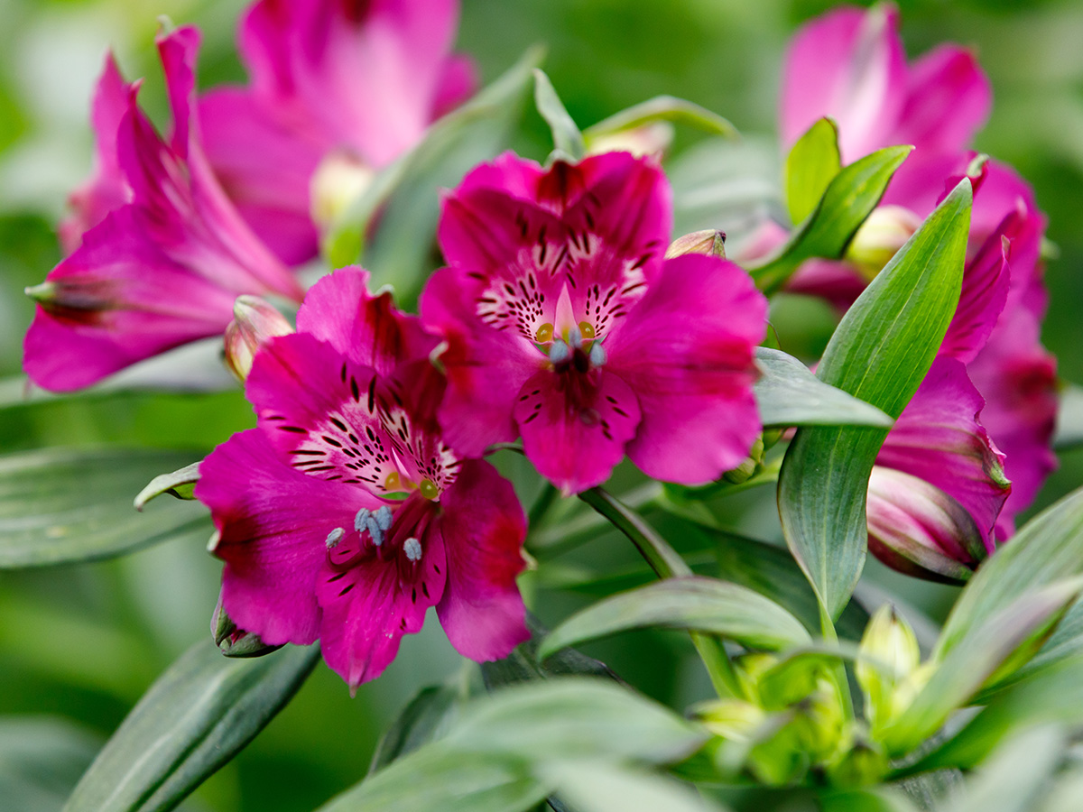 Tesselaar purple Morado Alstroemerias in the field