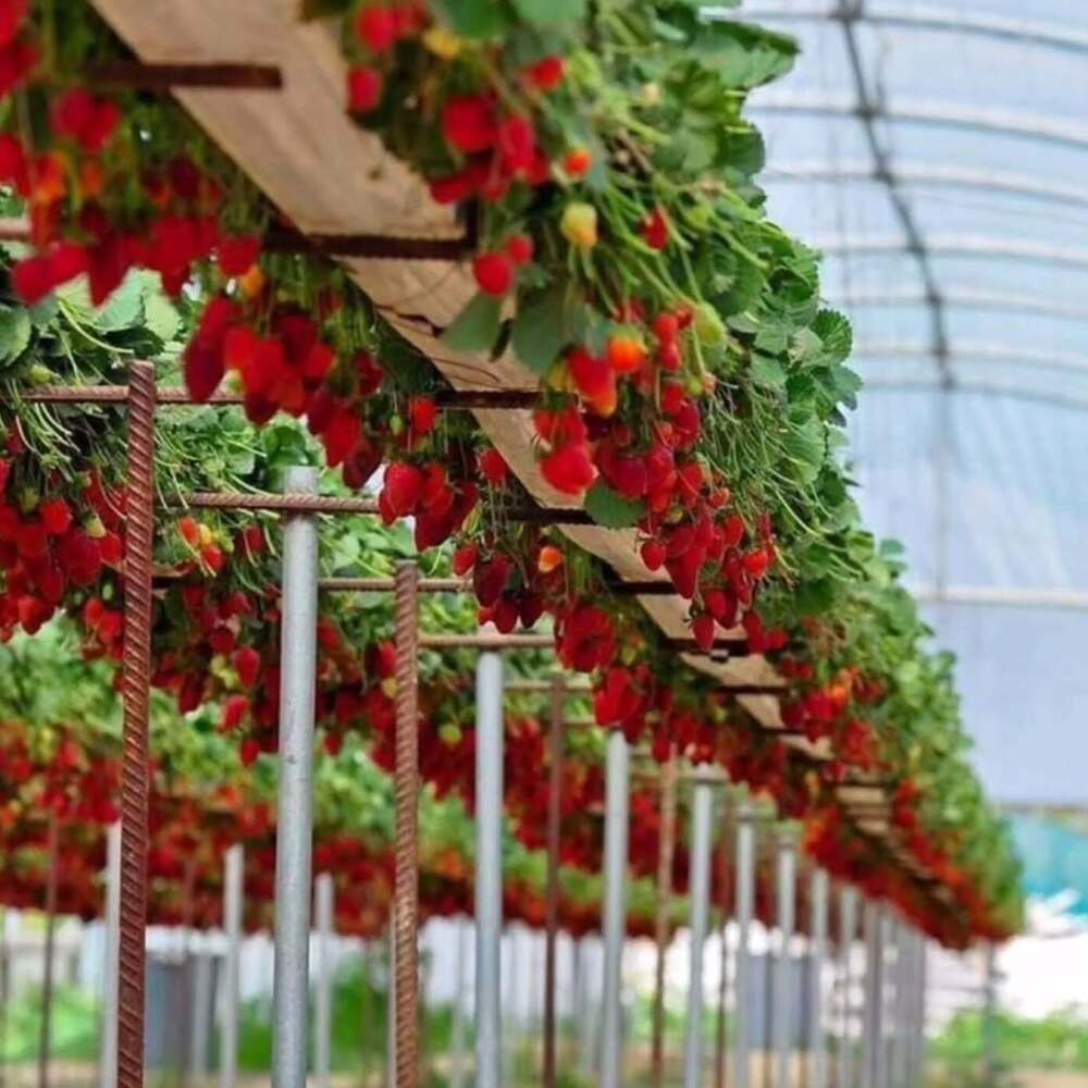 Strawberry plants for your farm