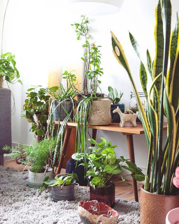 9 Tips for a Baby in a House Full of Houseplants - Mama botanica - grouped houseplants - blog on thursd
