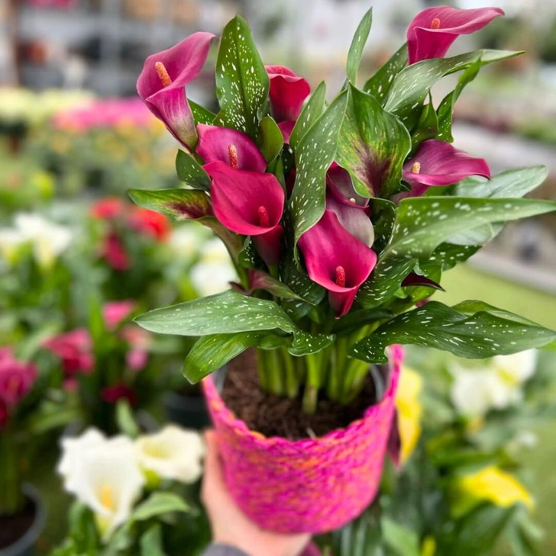 Hot pink pot callas