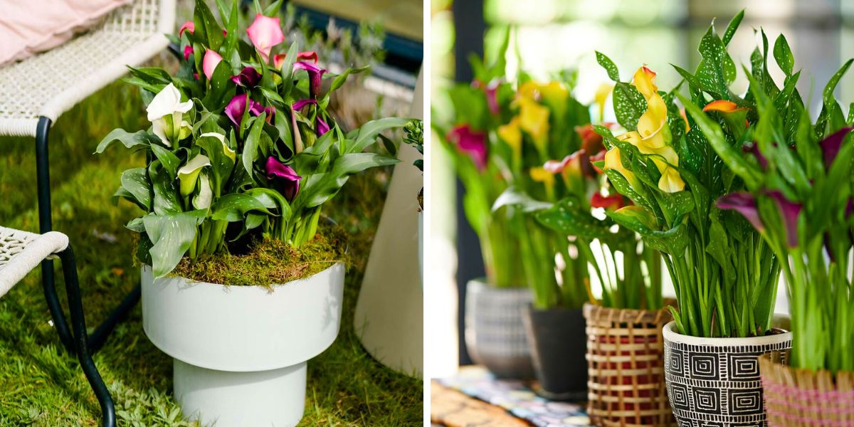 Colorful pot callas for the garden