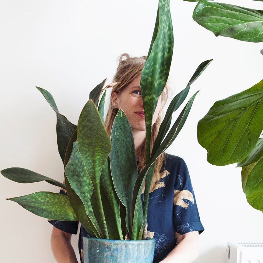 9 Tips for a Baby in a House Full of Houseplants - Mama botanica - giving away plants - sanseveria - blog on thursd