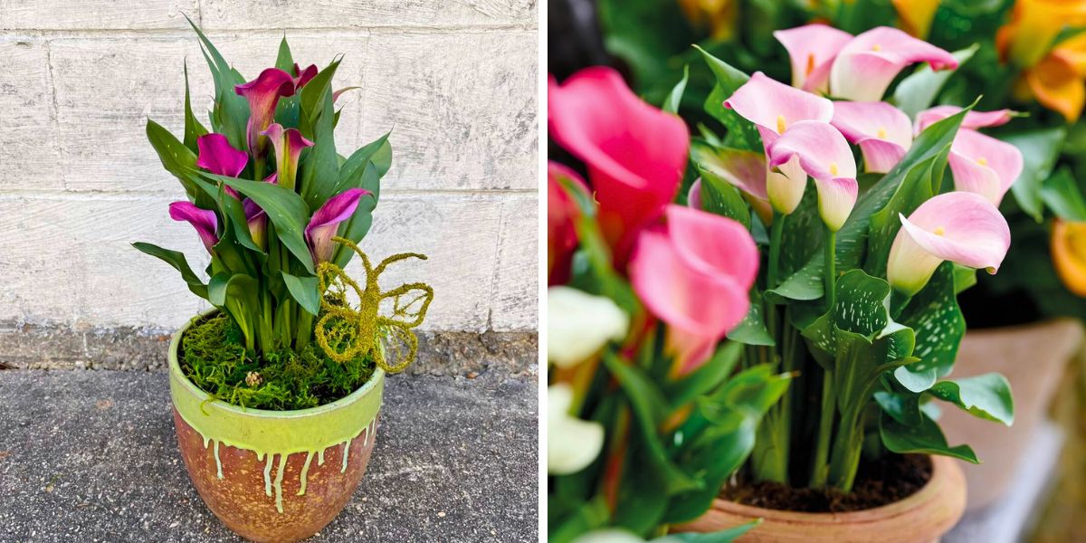 Hot pink and light pink pot callas Hot pink and light pink pot callas
