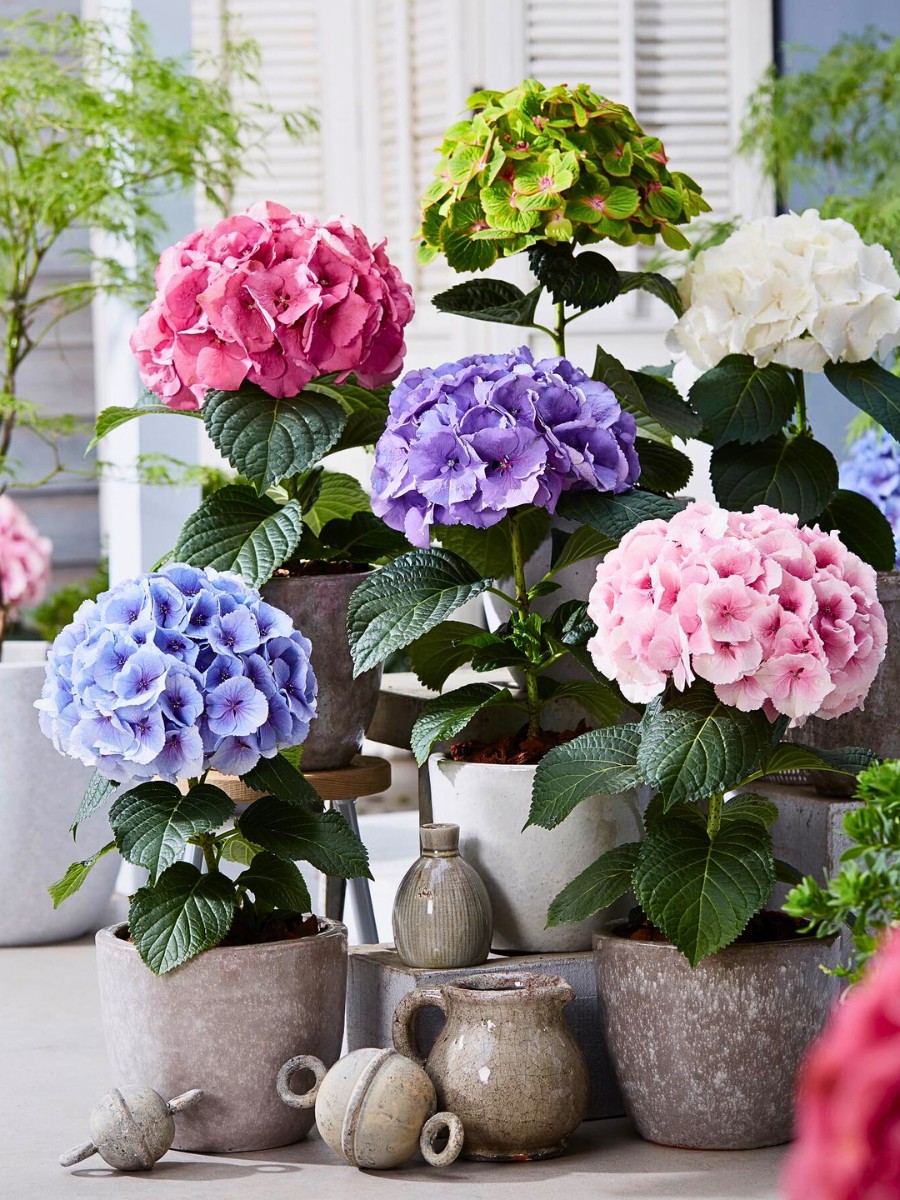PerlaNova’s Fusion Line of hydrangeas. Michael ‘Mr. Plant Geek’ Perry: PerlaNova’s Fusion Line of Hydrangeas.
