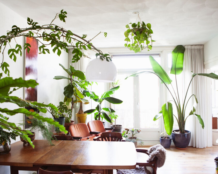 9 Tips for a Baby in a House Full of Houseplants - Mama botanica - houseplants in living room - sanseveria - blog on thursd
