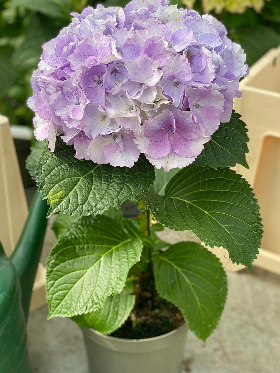 PerlaNova’s Fusion hydrangeas. Michael ‘Mr. Plant Geek’ Perry: PerlaNova’s Fusion Line of Hydrangeas.