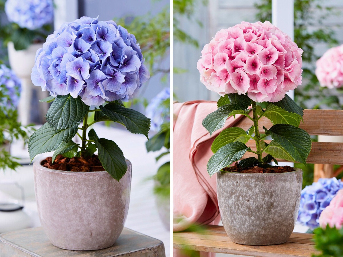 Fusion hydrangea Michael ‘Mr. Plant Geek’ Perry: PerlaNova’s Fusion Line of Hydrangeas.