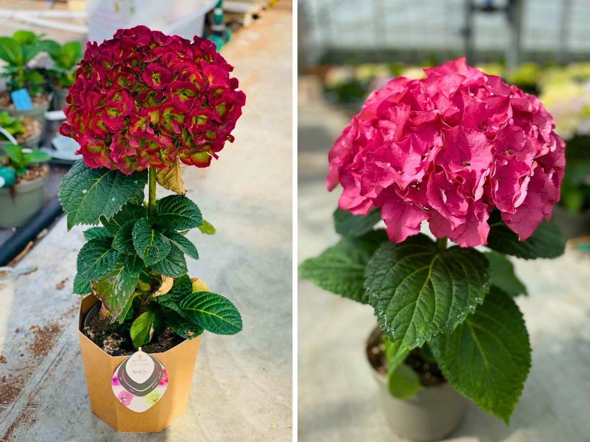 PerlaNova’s Fusion hydrangeas. Michael ‘Mr. Plant Geek’ Perry: PerlaNova’s Fusion Line of Hydrangeas.